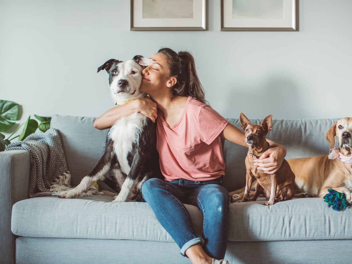 Pettides pet owner with dogs